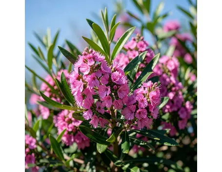 spedizione fiori per festa della donna-6