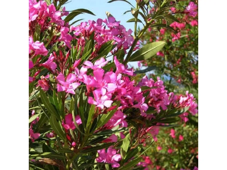 spedizione fiori per festa della donna-6