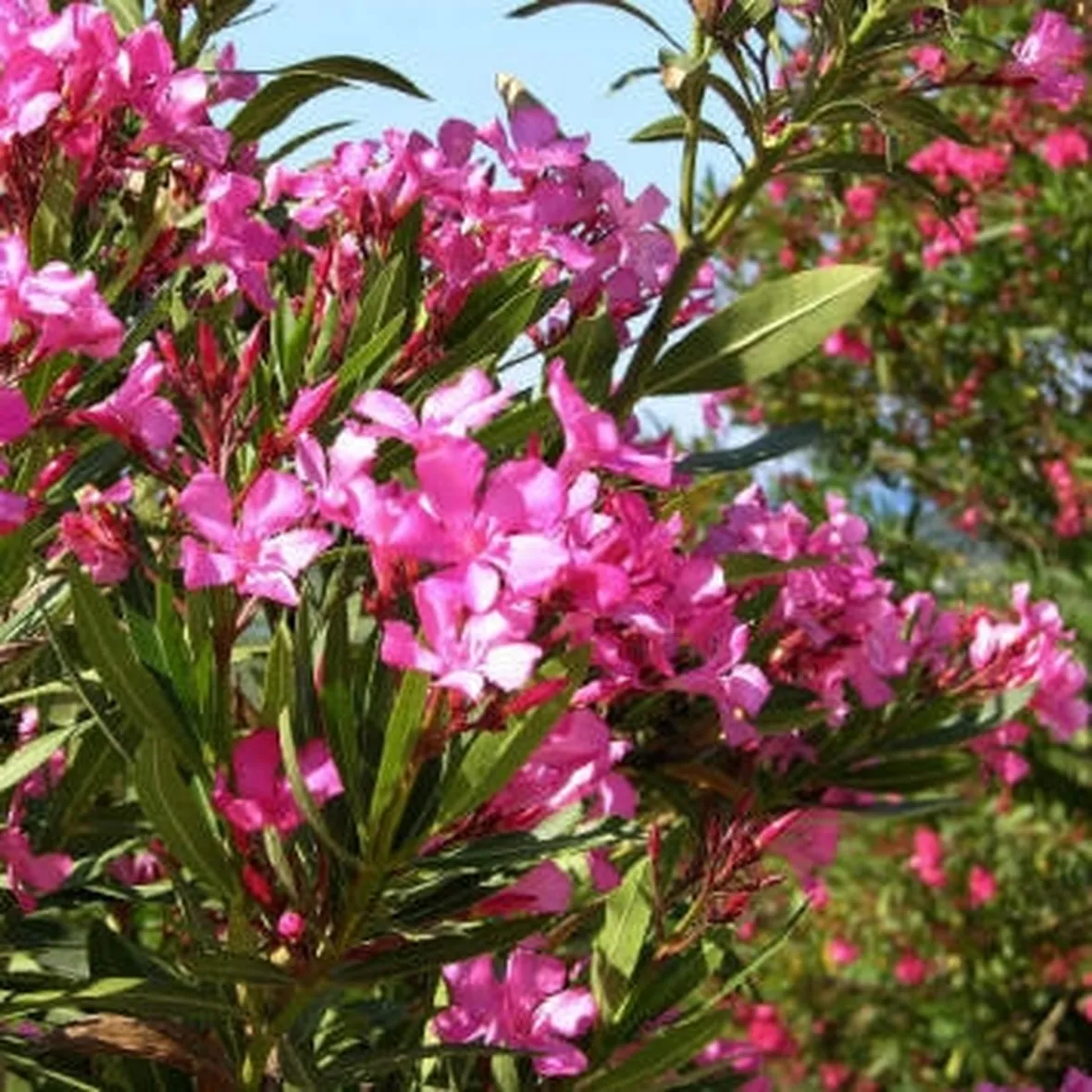 spedizione fiori per festa della donna-6