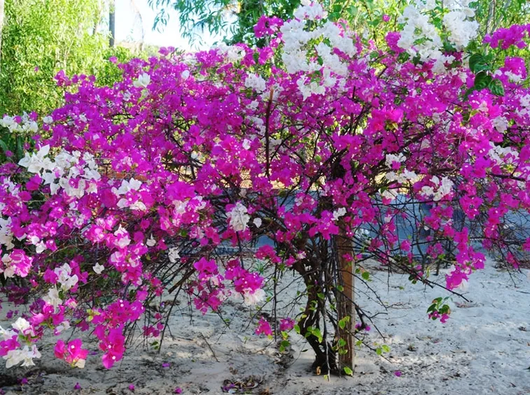 spedizione fiori per festa della donna-7