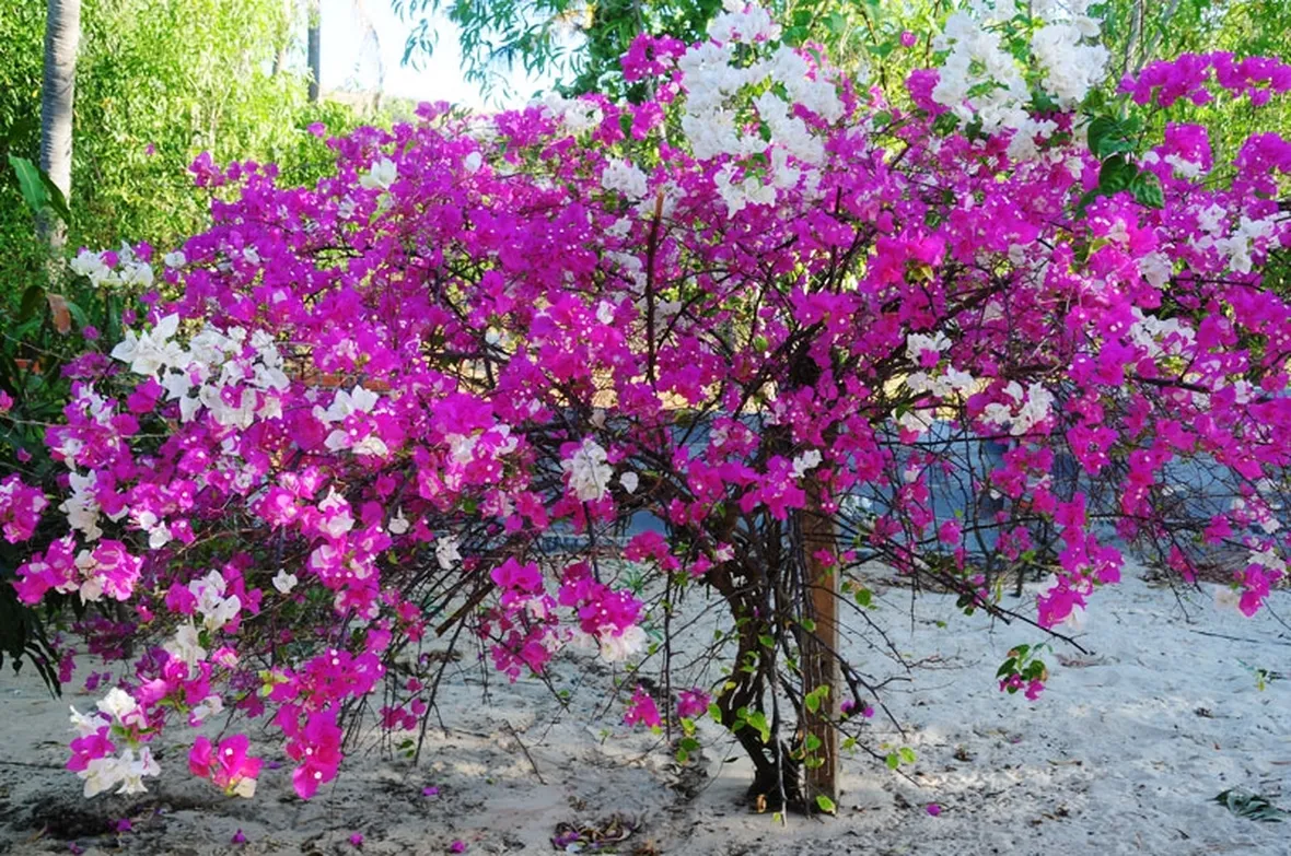 spedizione fiori per festa della donna-7