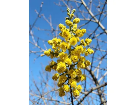 spedizione fiori per festa della donna
