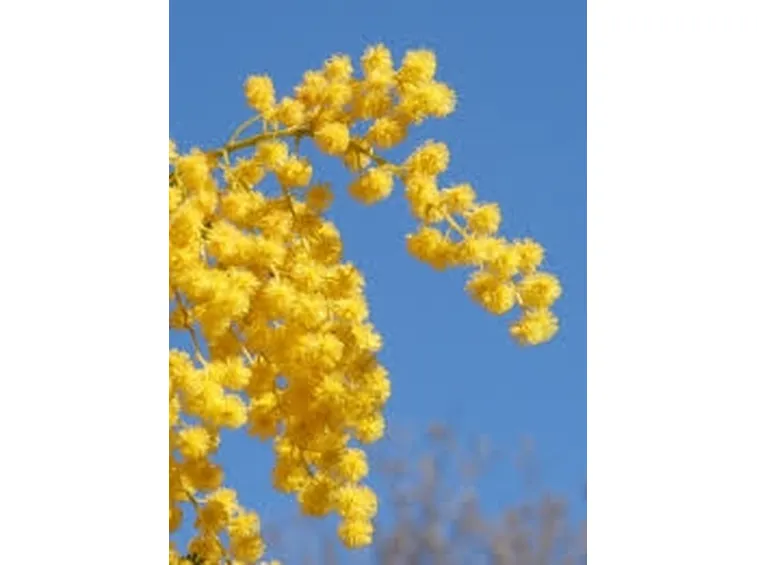 spedizione fiori per festa della donna