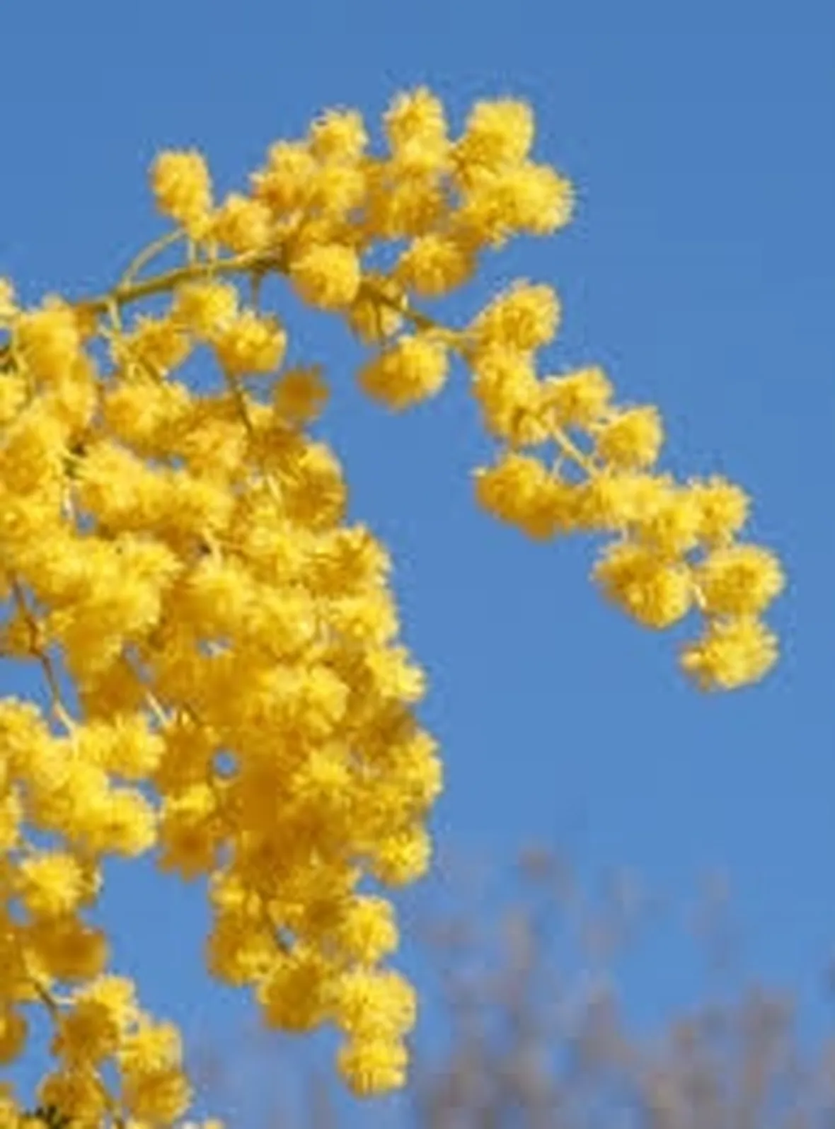 spedizione fiori per festa della donna