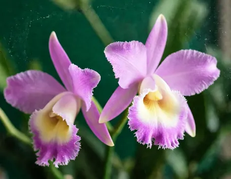 spedizione fiori per festa della mamma-2
