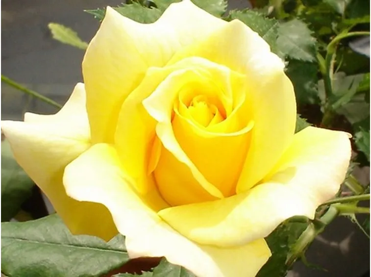 spedizione fiori per festa della mamma-3