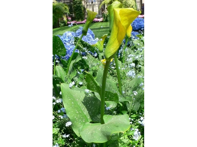 spedizione fiori per festa della mamma-7