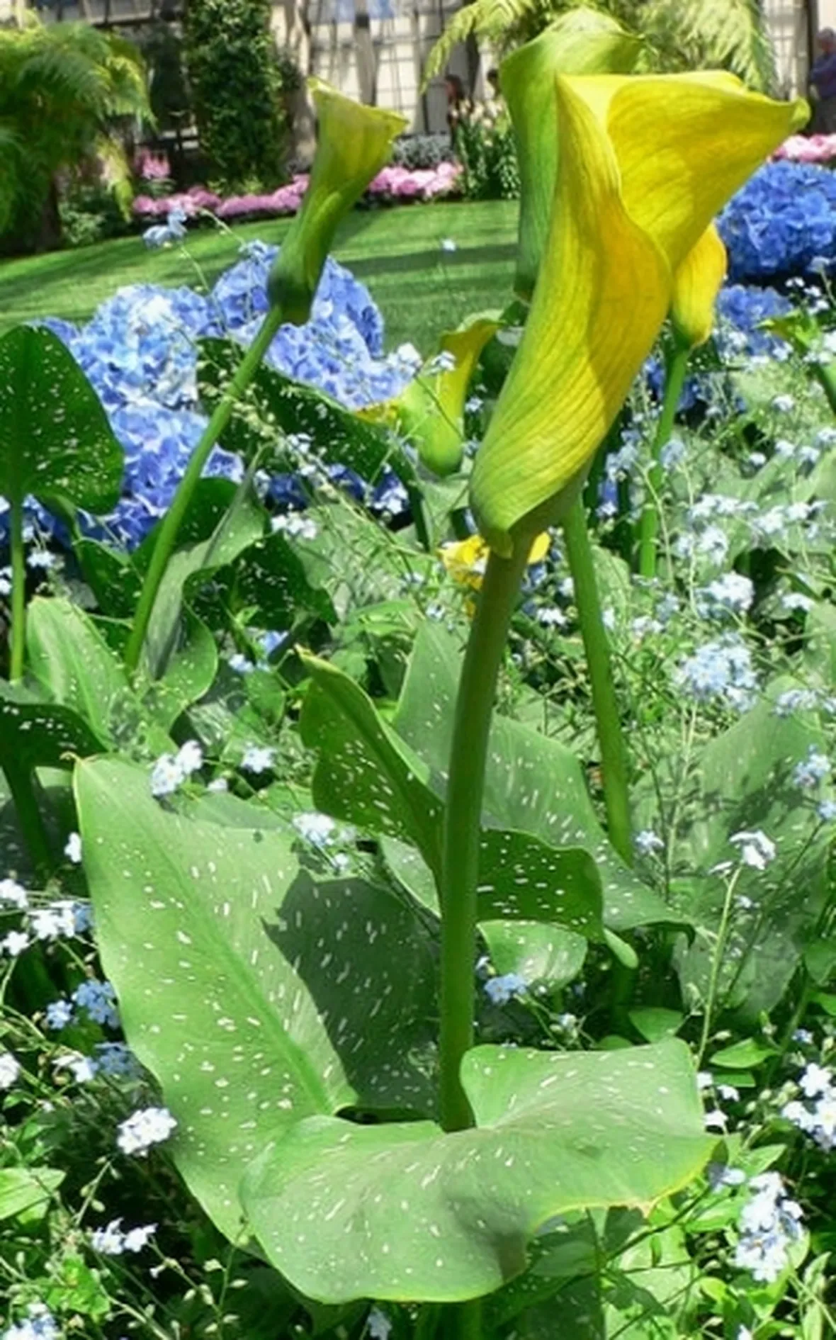 spedizione fiori per festa della mamma-7