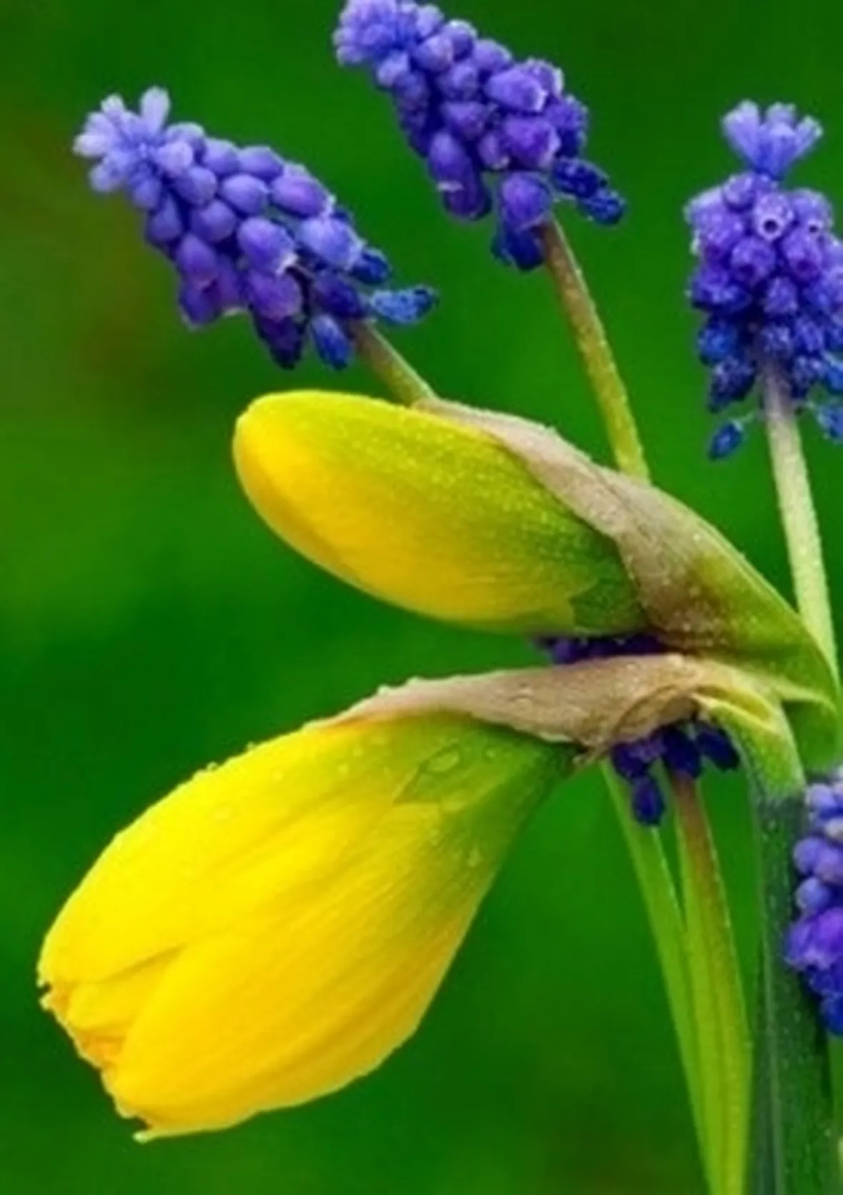 spedizione fiori per fidanzamento