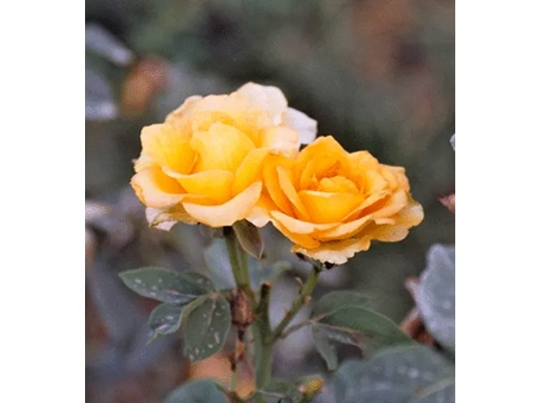spedizione fiori per la mamma-1