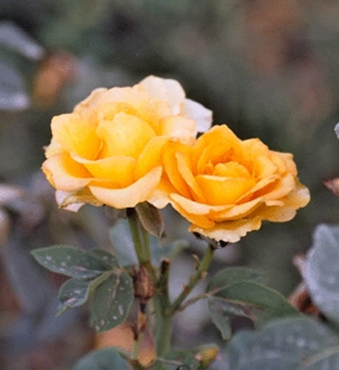 spedizione fiori per la mamma-1