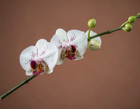 spedizione fiori per la mamma-4