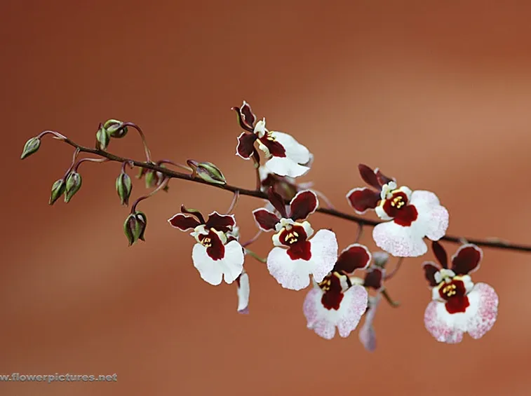 spedizione fiori per la mamma-4