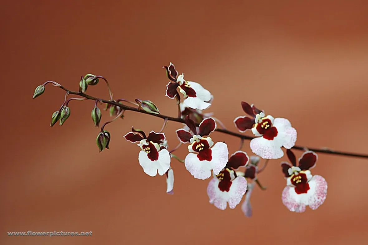 spedizione fiori per la mamma-4