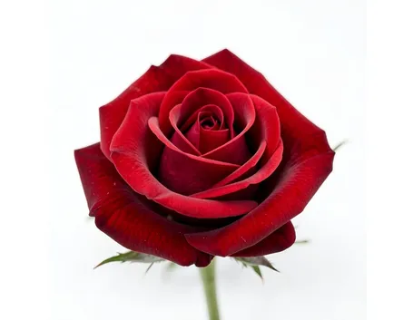 spedizione fiori per la mamma-5
