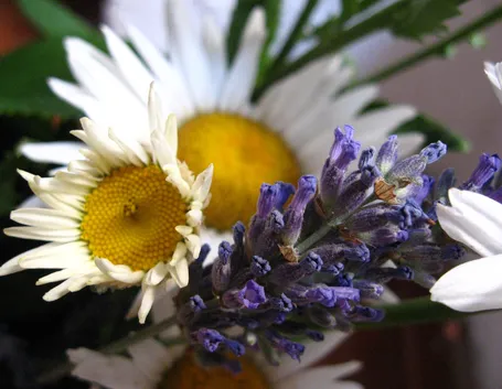 spedizione fiori per la mamma-6