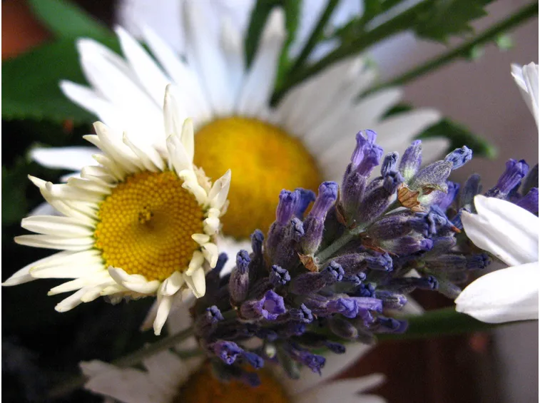 spedizione fiori per la mamma-6