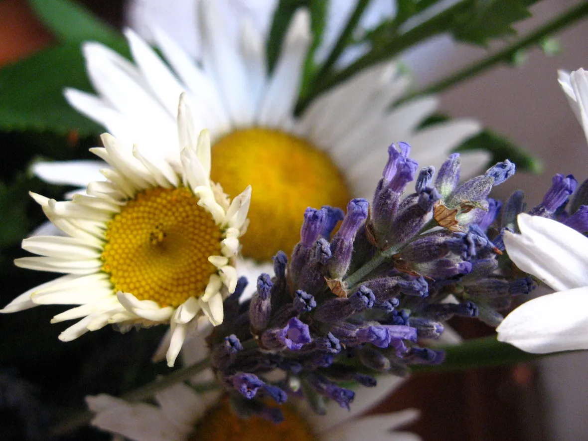 spedizione fiori per la mamma-6