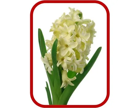 spedizione fiori per lui