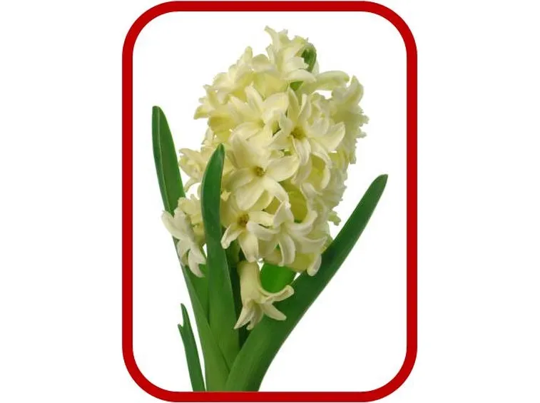 spedizione fiori per lui