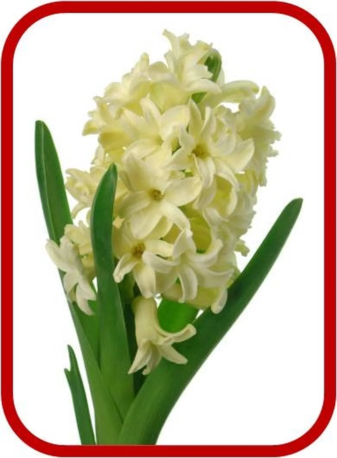 spedizione fiori per lui