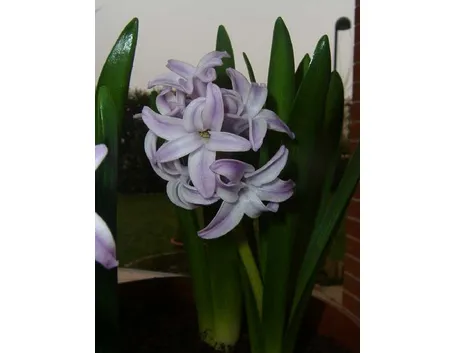 spedizione fiori per lutto