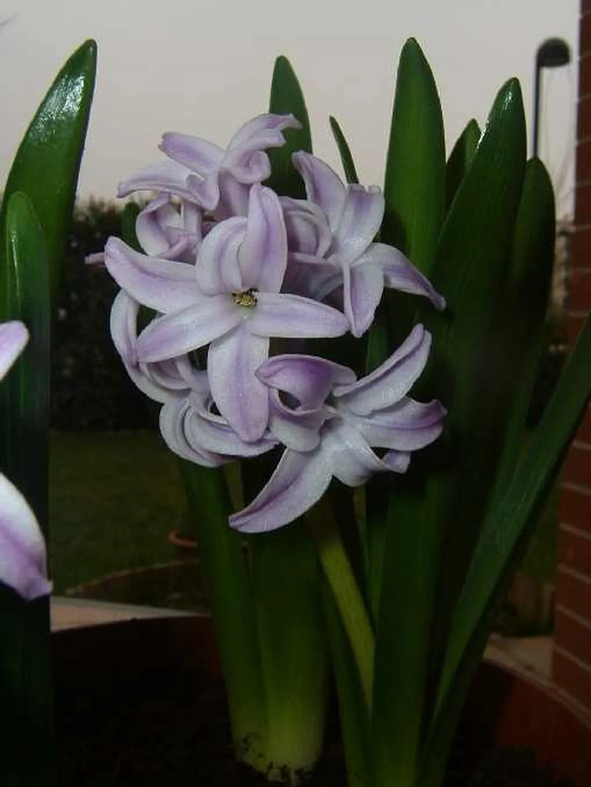spedizione fiori per lutto