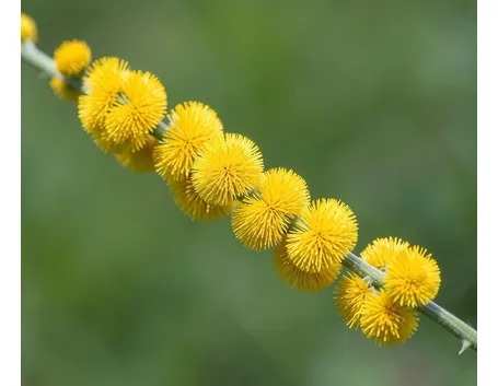 spedizione fiori per natale-5