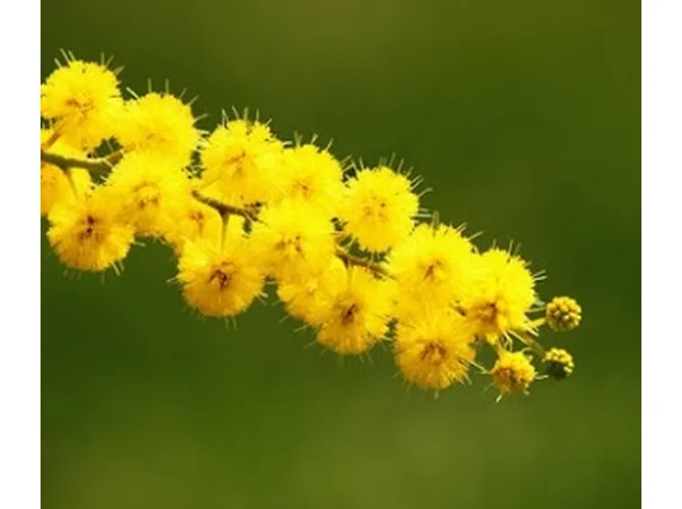 spedizione fiori per natale-5