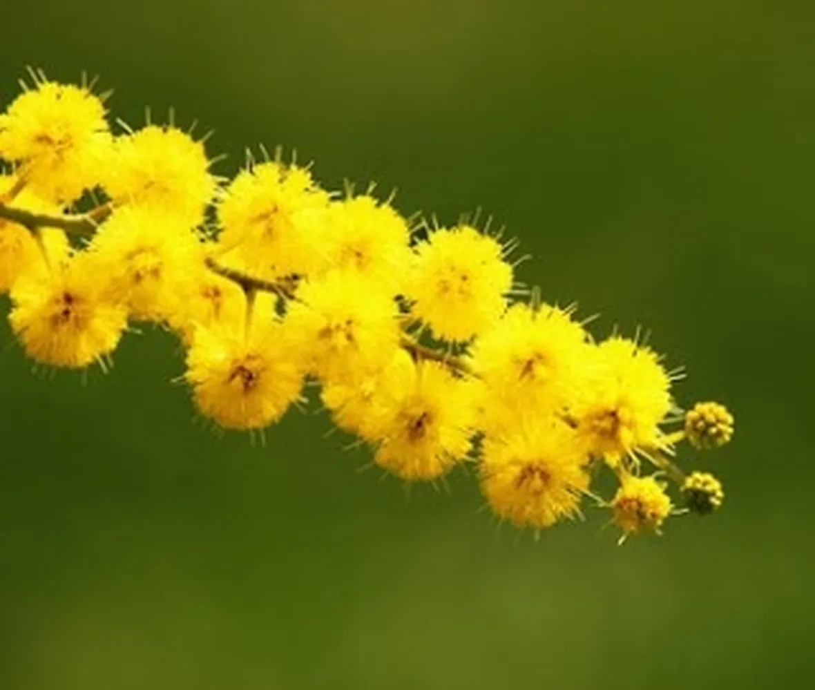 spedizione fiori per natale-5