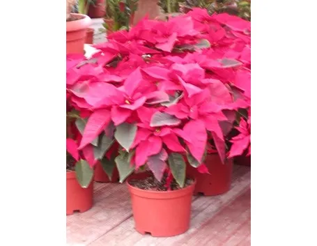 spedizione fiori per natale e buon anno