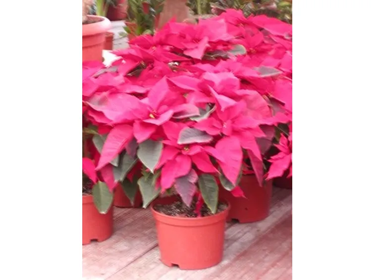 spedizione fiori per natale e buon anno