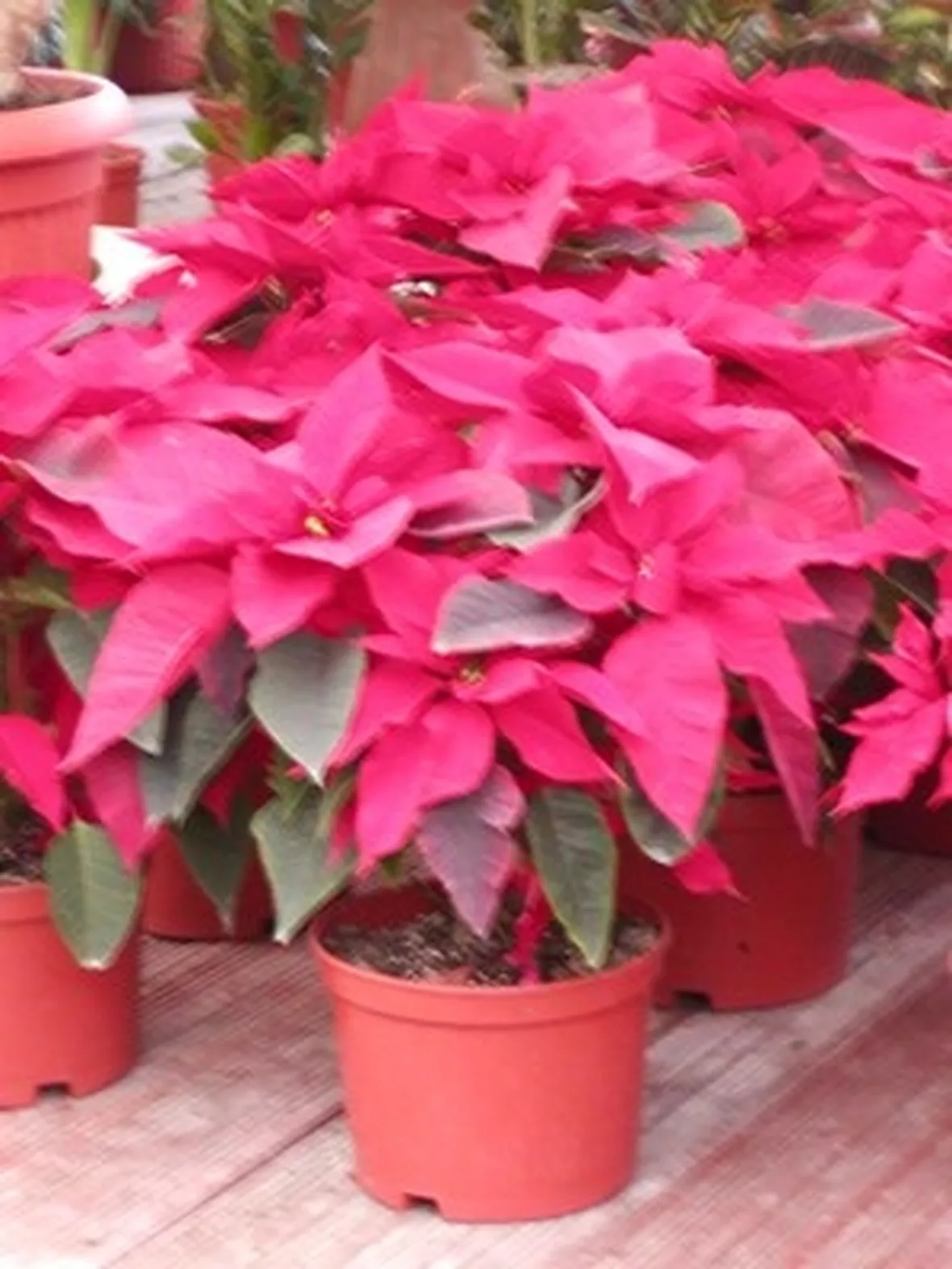 spedizione fiori per natale e buon anno
