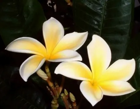 spedizione fiori per ringraziamenti