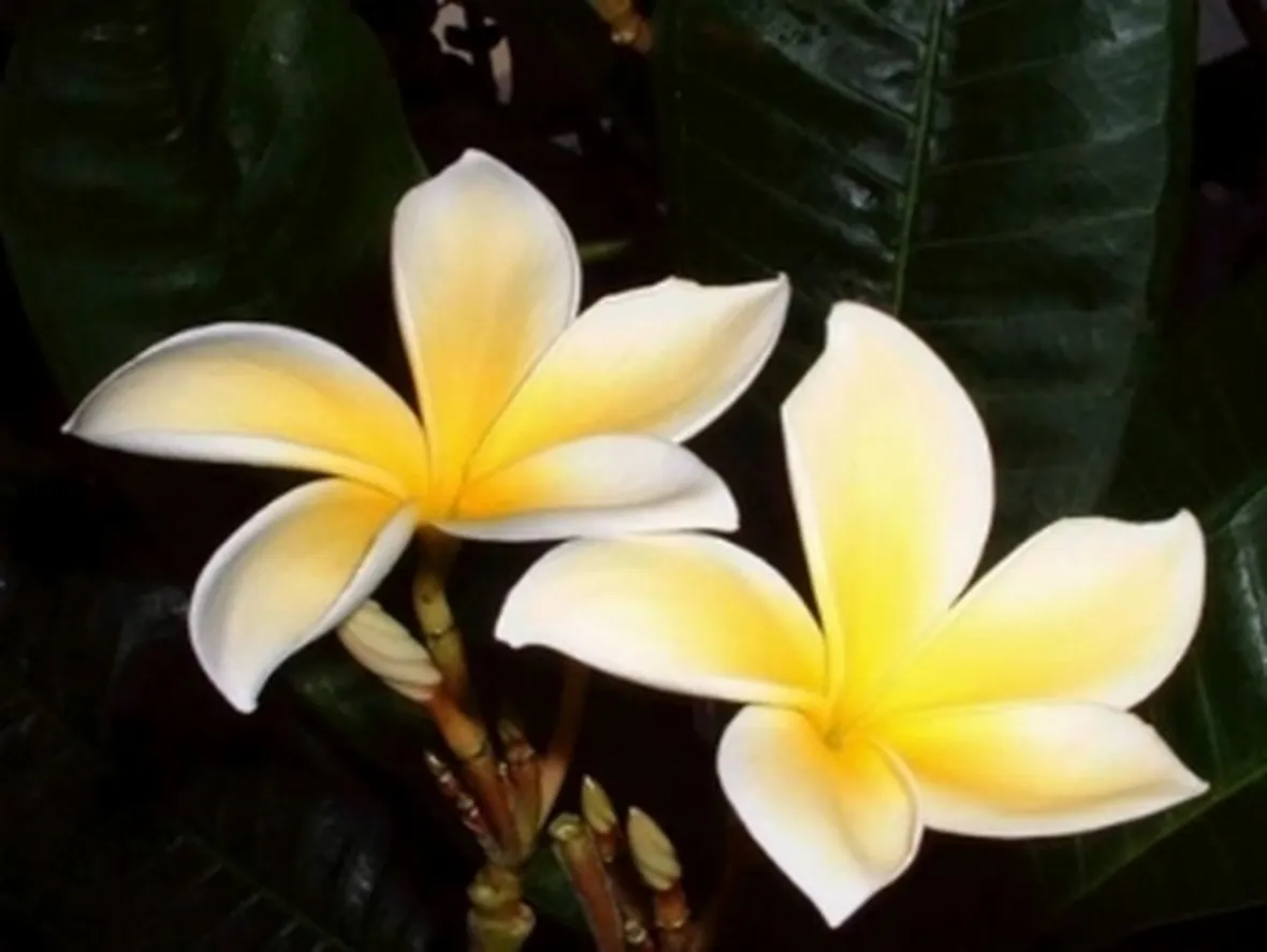 spedizione fiori per ringraziamenti