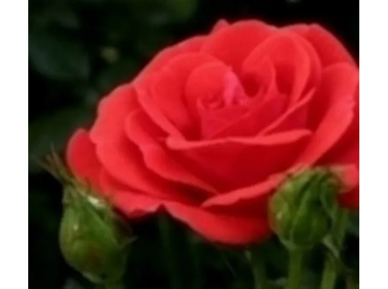 spedizione fiori per san valetino
