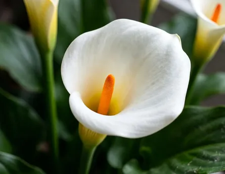 spedizione fiori per tutti i santi-1