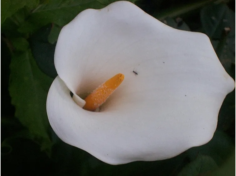 spedizione fiori per tutti i santi-1