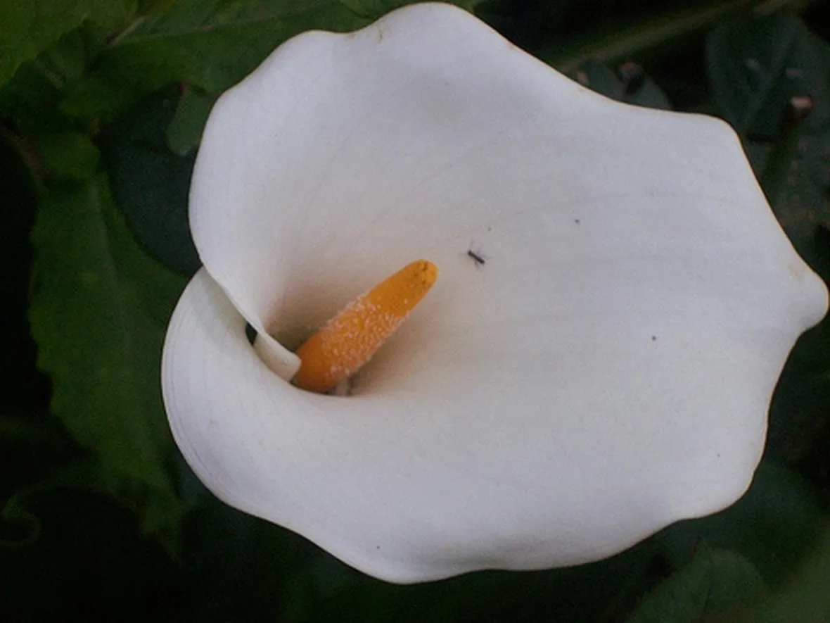 spedizione fiori per tutti i santi-1