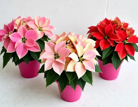 stella di natale rosa