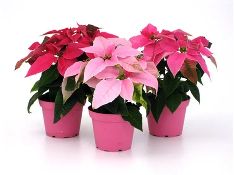 stella di natale rosa