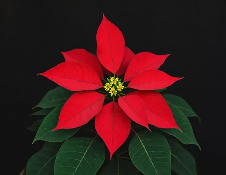 stella di natale rossa