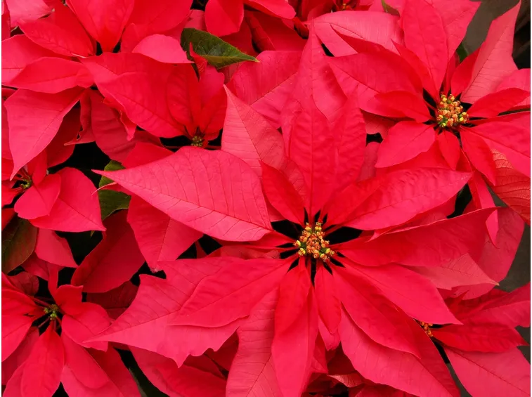 stella di natale rossa