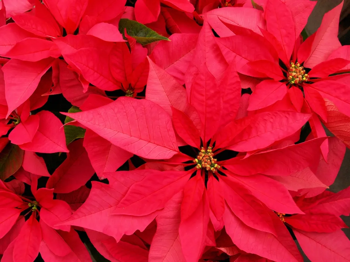 stella di natale rossa