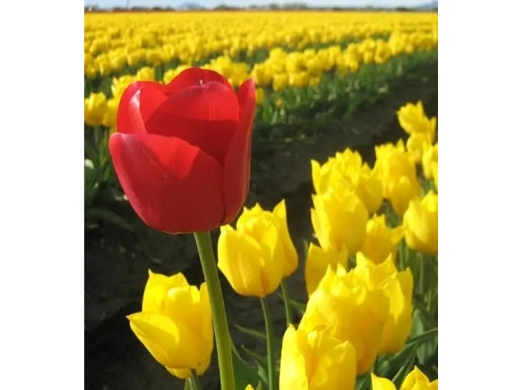 Tulipani bulbi
