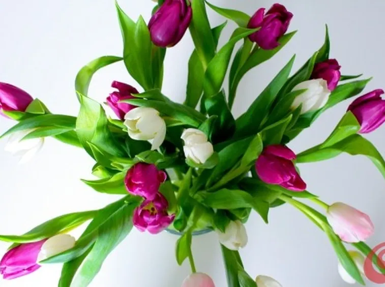 tulipani colorate
