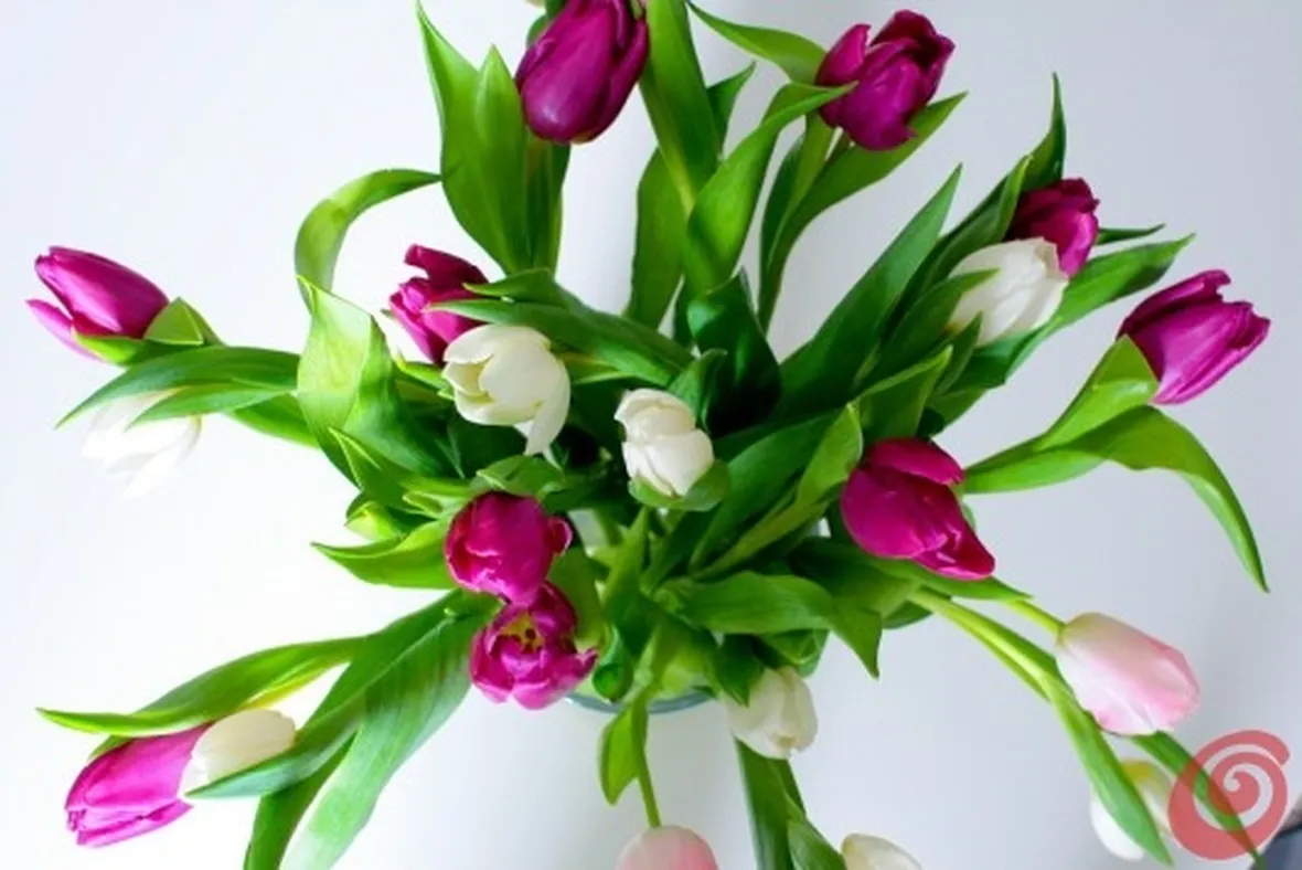 tulipani colorate