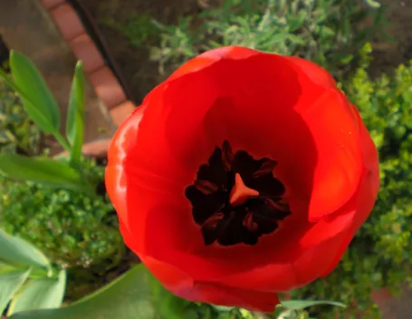 Tulipani e giacinti