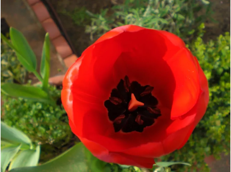 Tulipani e giacinti