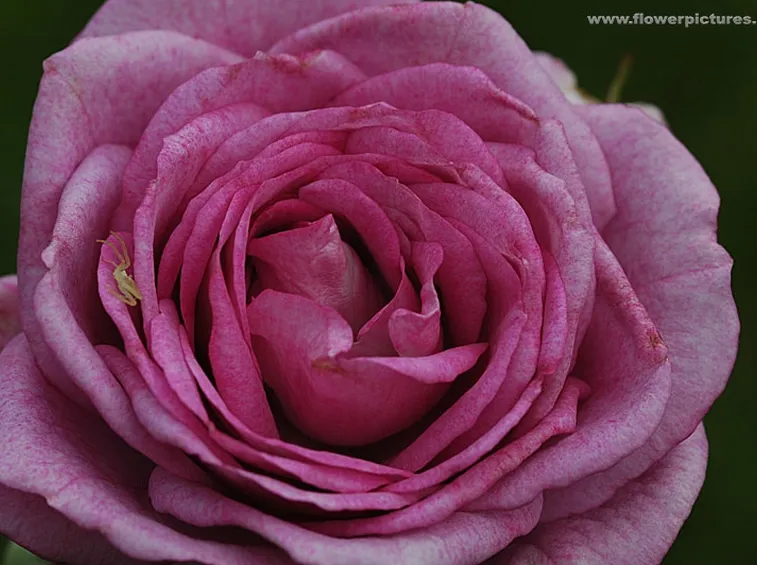 tulipani fuxia-1